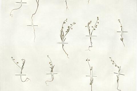 Polygala exilis DC. -  RO-HSepv 19210 photo