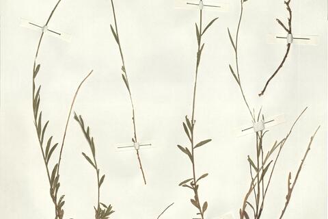 Polygala flavescens DC. var. maremmana Fiori -  RO-HSepv 14247 photo