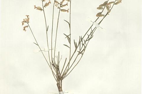 Polygala major Jacq. -  RO-HSepv 14248 photo