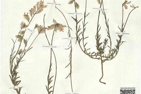 Polygala major Jacq. -  RO-HSepv 18146 photo