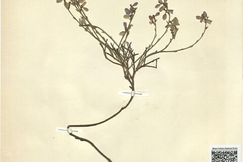 Polygala microphylla L.  -  RO-HSepv 11430 photo