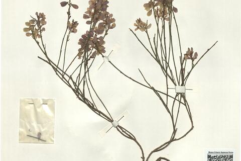 Polygala microphylla L.  -  RO-HSepv 14249 photo