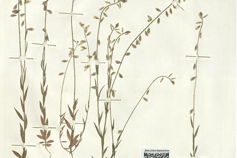 Polygala monspeliaca L. -  RO-HSepv 15281 photo