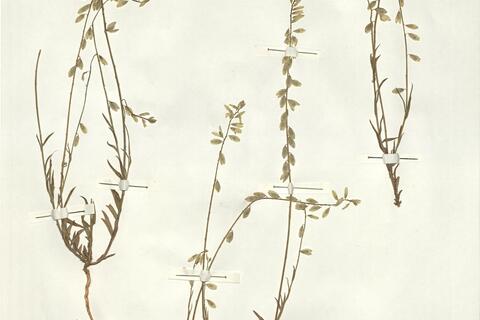 Polygala monspeliaca L. -  RO-HSepv 15282 photo