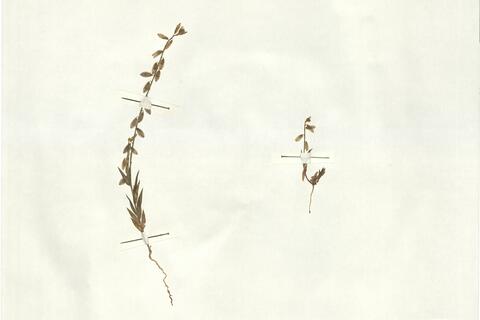 Polygala monspeliaca L. -  RO-HSepv 17178 photo