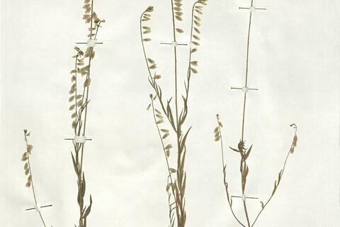 Polygala monspeliaca L. -  RO-HSepv 19211 photo