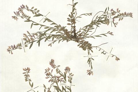 Polygala vulgaris L. subsp. vulgaris -  RO-HSepv 17179 photo