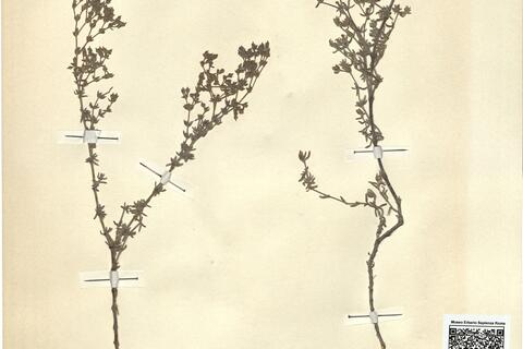 Frankenia corymbosa Desf. -  RO-HSepv 12363 photo