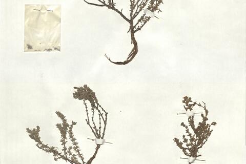 Frankenia corymbosa Desf. -  RO-HSepv 17225 photo