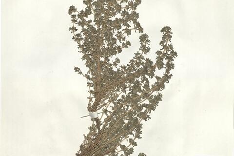 Frankenia hirsuta L. -  RO-HSepv 16277 photo