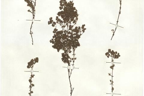 Frankenia hirsuta L. -  RO-HSepv 17226 photo