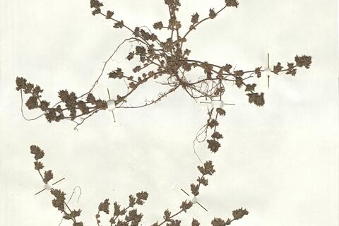 Frankenia pulverulenta L.  -  RO-HSepv 17229 photo