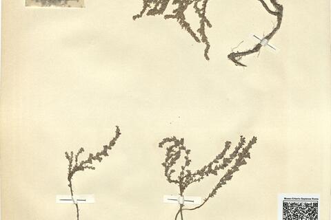 Frankenia thymifolia Desf. -  RO-HSepv 11458 photo