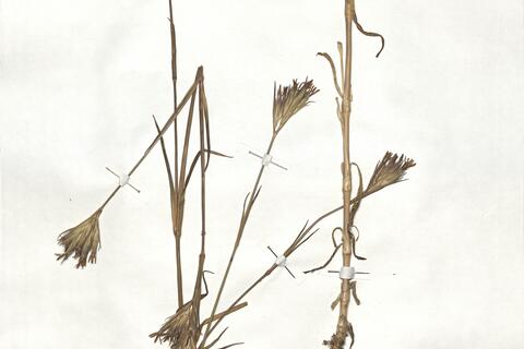 Dianthus armeria L. subsp. armeria -  RO-HSepv 18912 - immagine 2