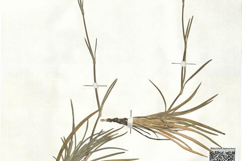 Dianthus arrostii C. Presl -  RO-HSepv 17869 photo