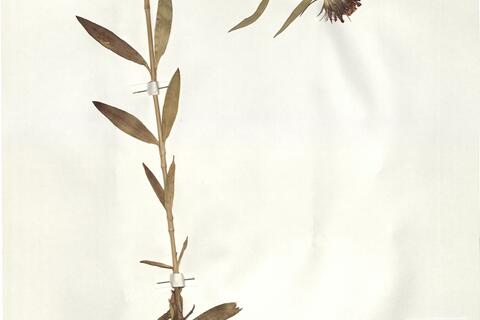 Dianthus barbatus L. -  RO-HSepv 14964 photo