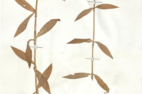 Dianthus barbatus L. subsp. barbatus -  RO-HSepv 17870 photo