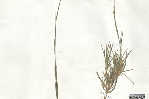 Dianthus broteri Boiss. & Reut. -  RO-HSepv 18913 photo