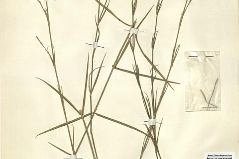 Dianthus ciliatus Guss. subsp. dalmaticus (Čelak.) Hayek -  RO-HSepv 11166 photo