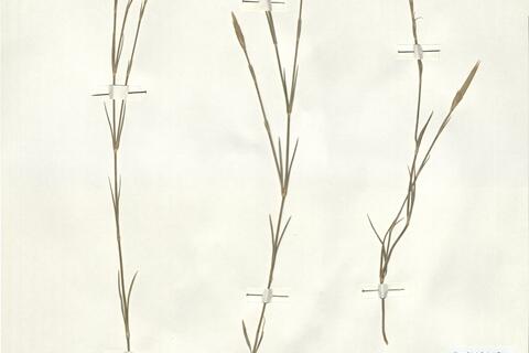 Dianthus crinitus Sm. var. crinitus -  RO-HSepv 14966 photo