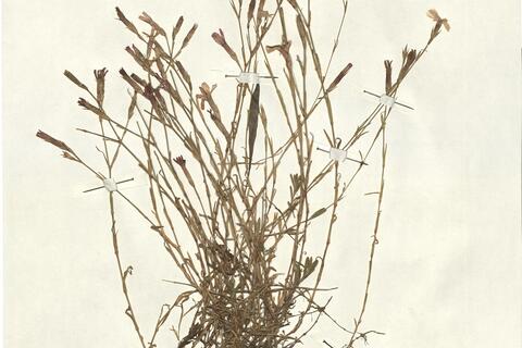 Dianthus deltoides L. -  RO-HSepv 13001 photo