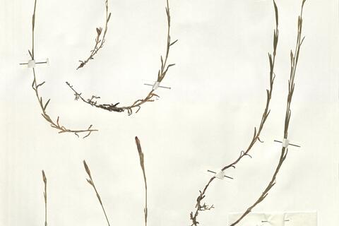 Dianthus deltoides L. -  RO-HSepv 15958 - immagine 3