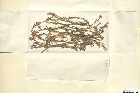 Dianthus deltoides L. subsp. degenii (Bald.) Strid -  RO-HSepv 11167 photo