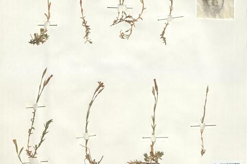 Dianthus deltoides L. subsp. degenii (Bald.) Strid -  RO-HSepv 14967 photo