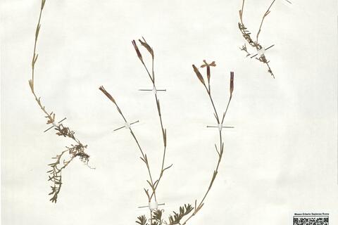 Dianthus deltoides L. subsp. deltoides -  RO-HSepv 18914 photo