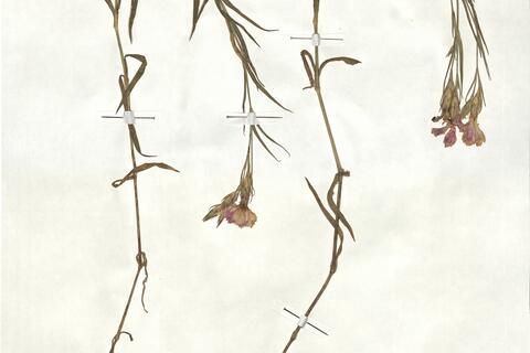 Dianthus fischeri Spreng. -  RO-HSepv 17871 - immagine 2