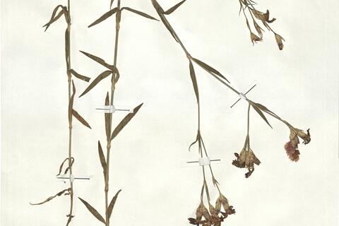 Dianthus fischeri Spreng. -  RO-HSepv 17871 photo