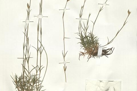 Dianthus graniticus Jord. -  RO-HSepv 14968 - immagine 2