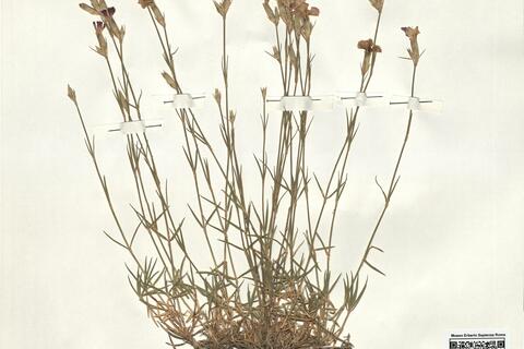 Dianthus graniticus Jord. -  RO-HSepv 14968 photo