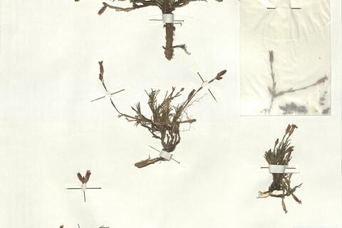 Dianthus gredensis Pau ex Caball. -  RO-HSepv 16859 photo