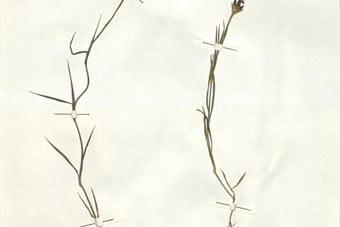 Dianthus henteri Heuff. ex Griseb. & Schenk var. henteri -  RO-HSepv 13984 - immagine 2