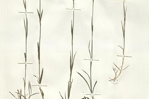 Dianthus henteri Heuff. ex Griseb. & Schenk var. henteri -  RO-HSepv 13984 photo