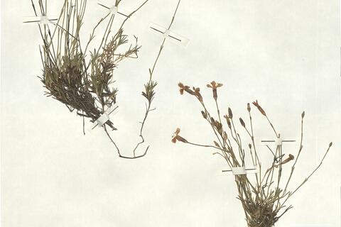 Dianthus langeanus Willk. -  RO-HSepv 16860 photo