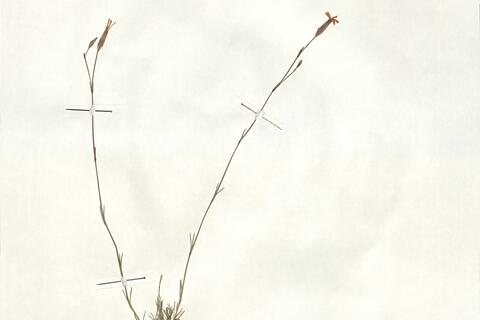 Dianthus langeanus Willk. -  RO-HSepv 17873 - immagine 2