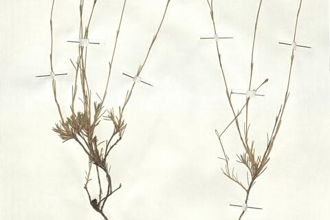 Dianthus langeanus Willk. -  RO-HSepv 17873 photo