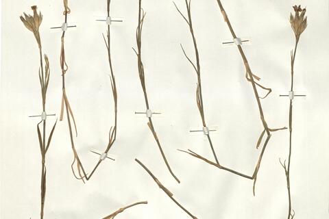 Dianthus legionensis (Willk.) Williams  -  RO-HSepv 15959 photo