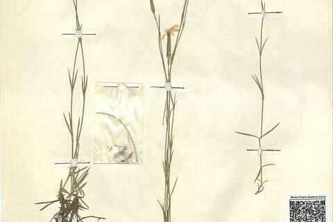 Dianthus lumnitzeri Wiesb. subsp. pseudopraecox (Novák) Soó ^ -  RO-HSepv 12102 photo