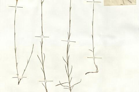 Dianthus lusitanus Brot. -  RO-HSepv 16861 - immagine 2