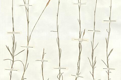 Dianthus lusitanus Brot. -  RO-HSepv 16861 photo