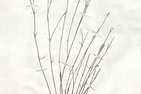Dianthus lusitanus Brot. -  RO-HSepv 18915 photo