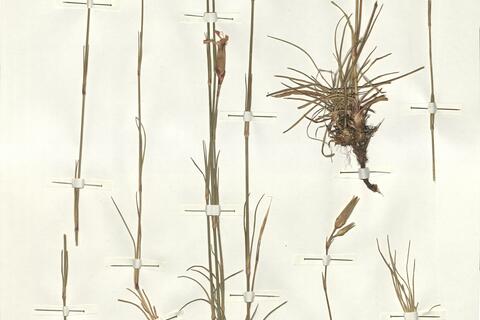 Dianthus morisianus Valsecchi -  RO-HSepv 13985 photo