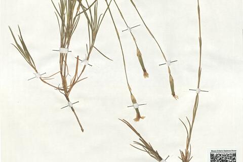 Dianthus multiaffinis Pau -  RO-HSepv 18916 photo