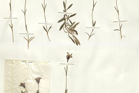 Dianthus nitidus Waldst. & Kit. -  RO-HSepv 13986 photo