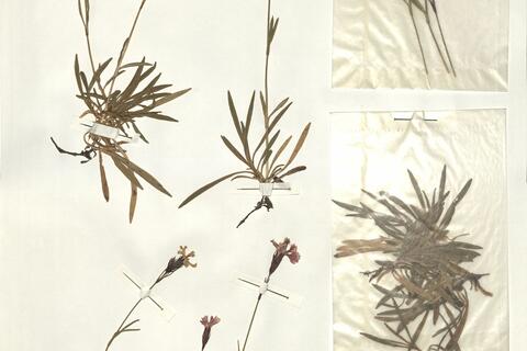 Dianthus nitidus Waldst. & Kit. -  RO-HSepv 13987 photo