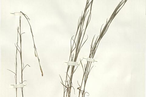 Dianthus pallidiflorus Ser.  -  RO-HSepv 15960 photo