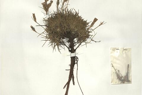 Dianthus pavonius Tausch -  RO-HSepv 15961 photo